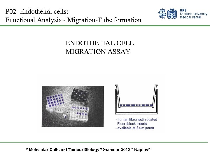 P 02_Endothelial cells: Functional Analysis - Migration-Tube formation ENDOTHELIAL CELL MIGRATION ASSAY * Molecular