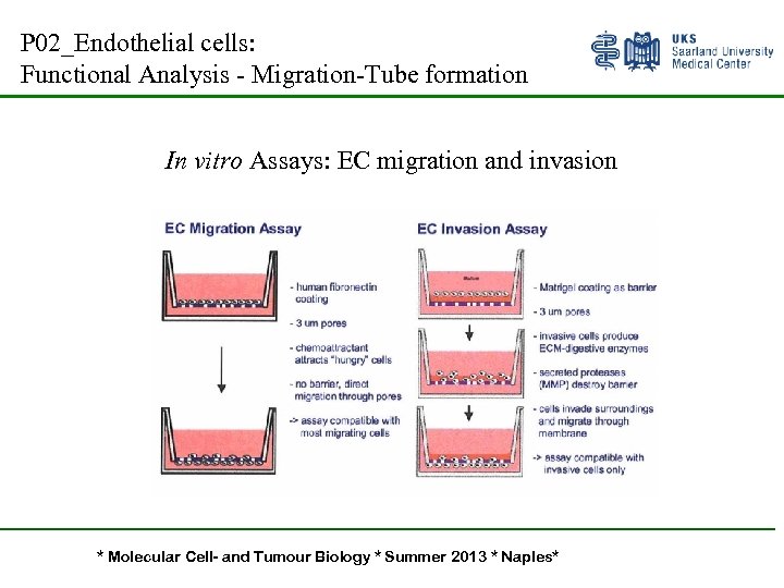 P 02_Endothelial cells: Functional Analysis - Migration-Tube formation In vitro Assays: EC migration and