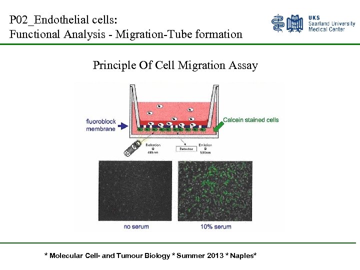 P 02_Endothelial cells: Functional Analysis - Migration-Tube formation Principle Of Cell Migration Assay *