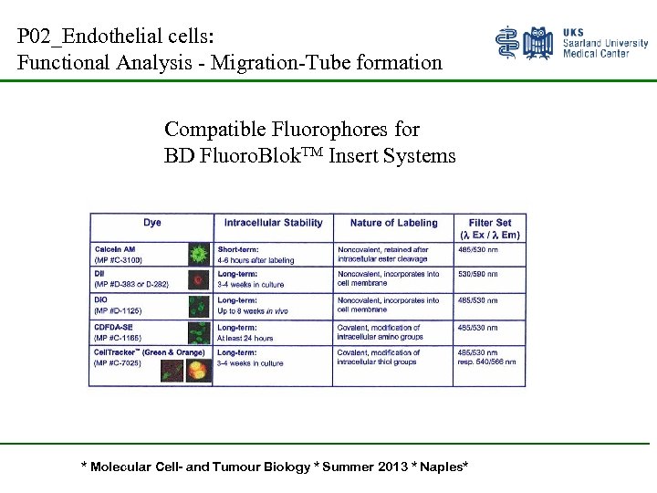 P 02_Endothelial cells: Functional Analysis - Migration-Tube formation Compatible Fluorophores for BD Fluoro. Blok.