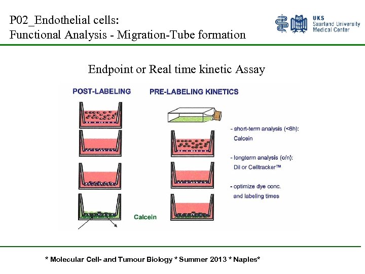 P 02_Endothelial cells: Functional Analysis - Migration-Tube formation Endpoint or Real time kinetic Assay