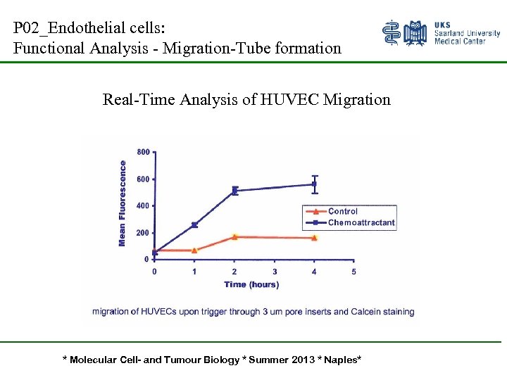 P 02_Endothelial cells: Functional Analysis - Migration-Tube formation Real-Time Analysis of HUVEC Migration *