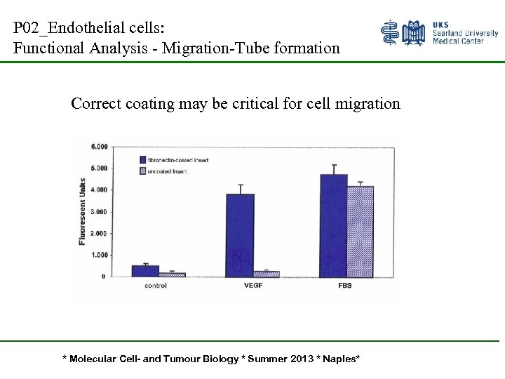 P 02_Endothelial cells: Functional Analysis - Migration-Tube formation Correct coating may be critical for