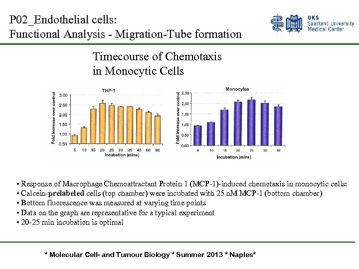 P 02_Endothelial cells: Functional Analysis - Migration-Tube formation Timecourse of Chemotaxis in Monocytic Cells