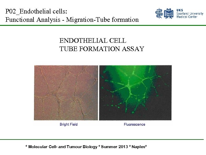 P 02_Endothelial cells: Functional Analysis - Migration-Tube formation ENDOTHELIAL CELL TUBE FORMATION ASSAY *