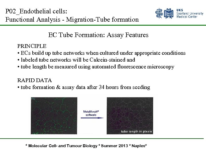 P 02_Endothelial cells: Functional Analysis - Migration-Tube formation EC Tube Formation: Assay Features PRINCIPLE