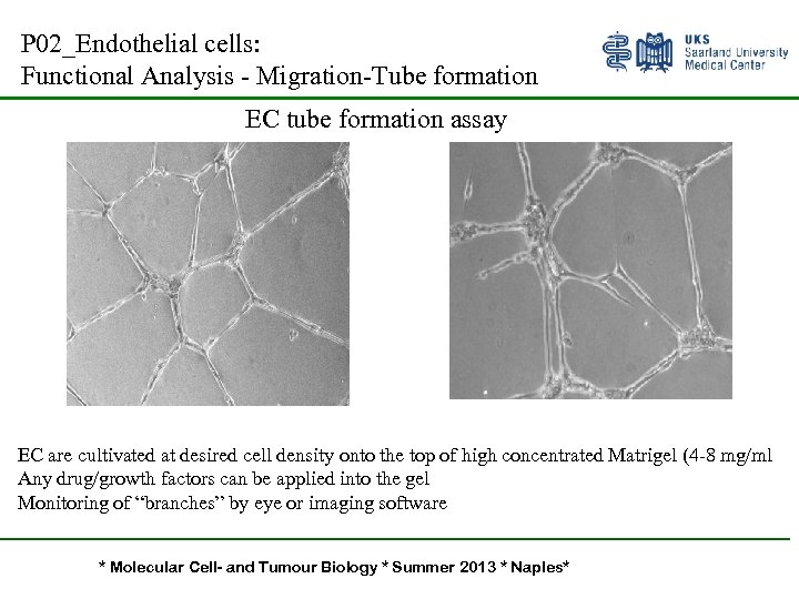 P 02_Endothelial cells: Functional Analysis - Migration-Tube formation EC tube formation assay EC are