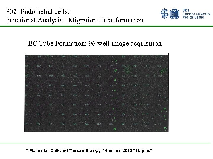 P 02_Endothelial cells: Functional Analysis - Migration-Tube formation EC Tube Formation: 96 well image