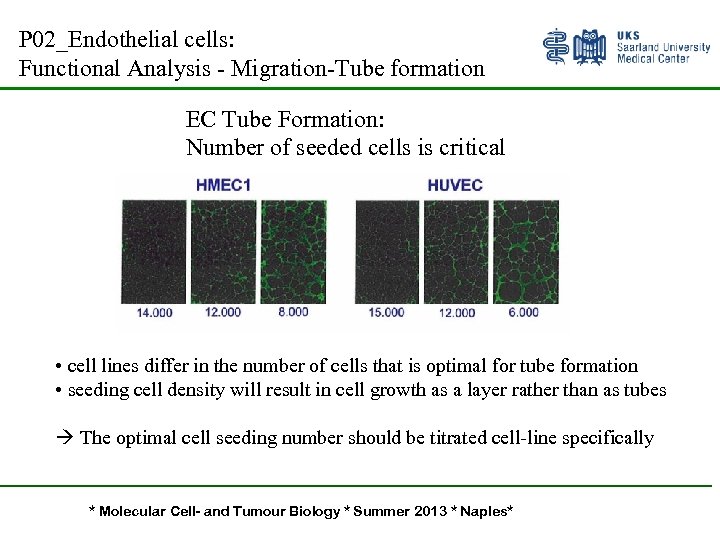 P 02_Endothelial cells: Functional Analysis - Migration-Tube formation EC Tube Formation: Number of seeded