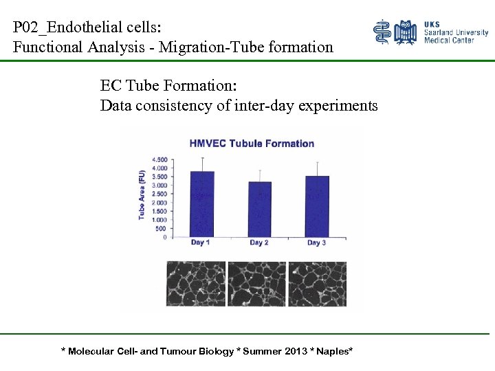 P 02_Endothelial cells: Functional Analysis - Migration-Tube formation EC Tube Formation: Data consistency of