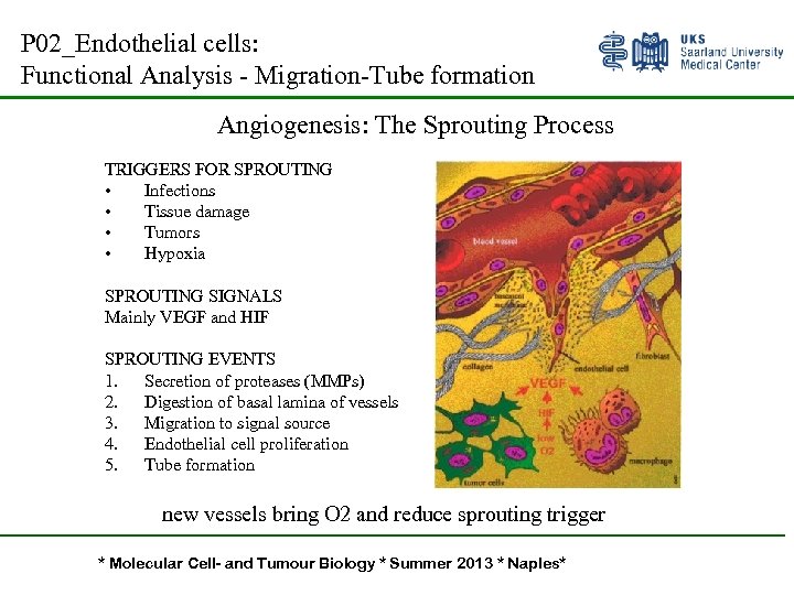 P 02_Endothelial cells: Functional Analysis - Migration-Tube formation Angiogenesis: The Sprouting Process TRIGGERS FOR