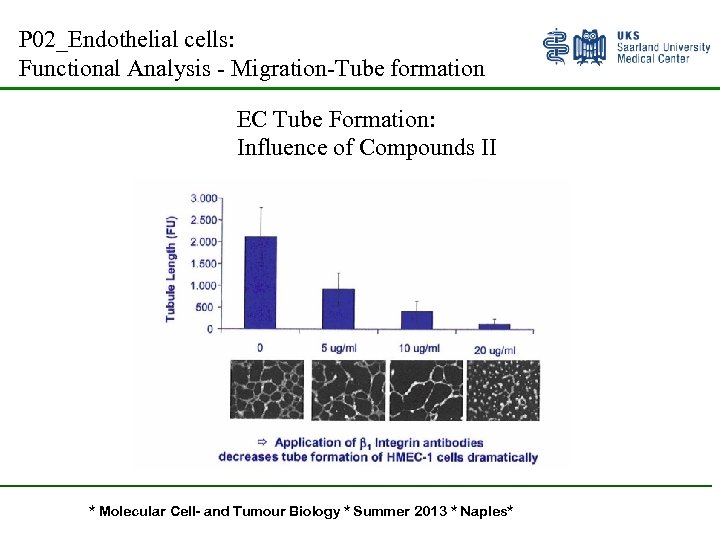 P 02_Endothelial cells: Functional Analysis - Migration-Tube formation EC Tube Formation: Influence of Compounds