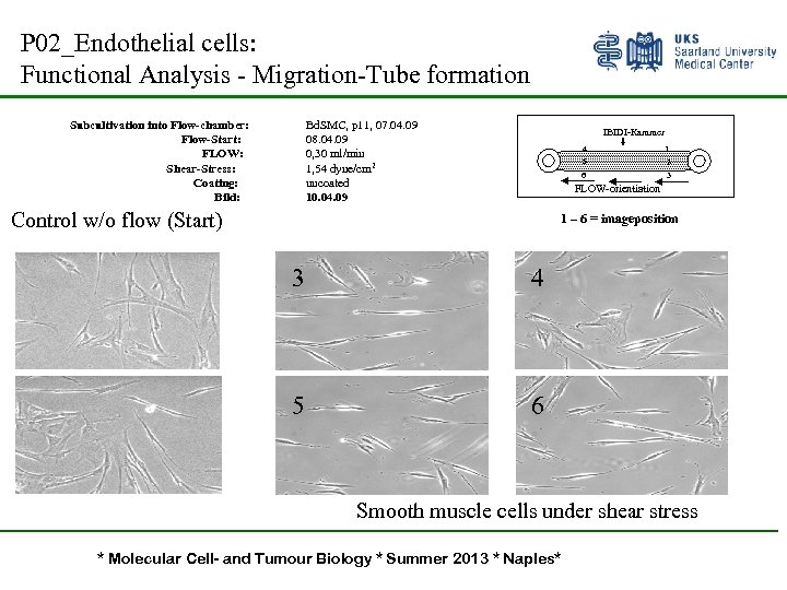 P 02_Endothelial cells: Functional Analysis - Migration-Tube formation Subcultivation into Flow-chamber: Flow-Start: FLOW: Shear-Stress: