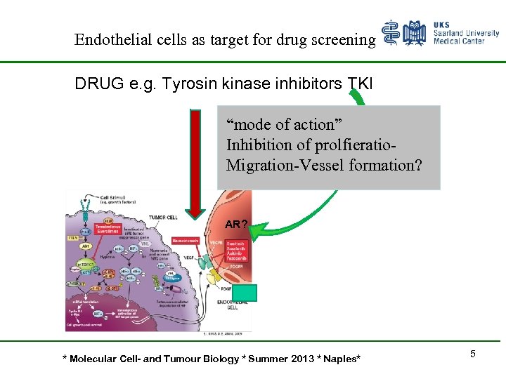 Endothelial cells as target for drug screening DRUG e. g. Tyrosin kinase inhibitors TKI