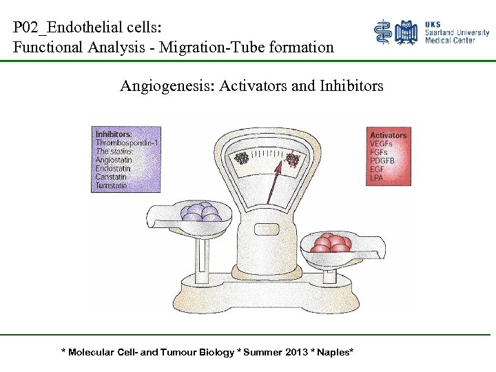 P 02_Endothelial cells: Functional Analysis - Migration-Tube formation Angiogenesis: Activators and Inhibitors * Molecular