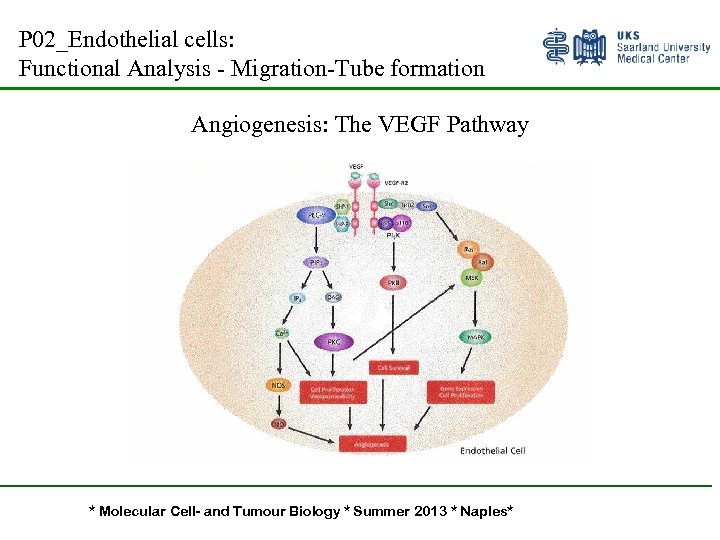 P 02_Endothelial cells: Functional Analysis - Migration-Tube formation Angiogenesis: The VEGF Pathway * Molecular