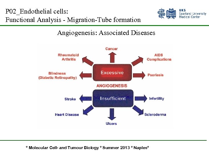 P 02_Endothelial cells: Functional Analysis - Migration-Tube formation Angiogenesis: Associated Diseases * Molecular Cell-