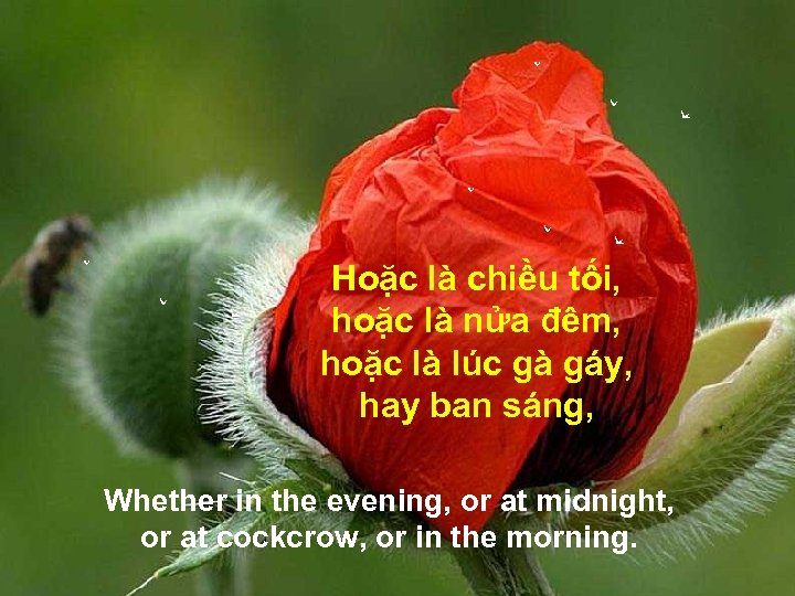 Hoặc là chiều tối, hoặc là nửa đêm, hoặc là lúc gà gáy, hay
