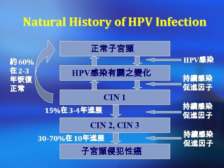 Natural History of HPV Infection 正常子宮頸 約 60% 在 2 -3 年恢復 正常 HPV感染有關之變化
