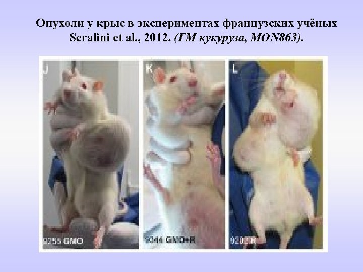 Опухоли у крыс в экспериментах французских учёных Seralini et al. , 2012. (ГМ кукуруза,