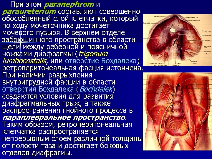 Забрюшинные лимфоузлы где находятся у мужчин фото