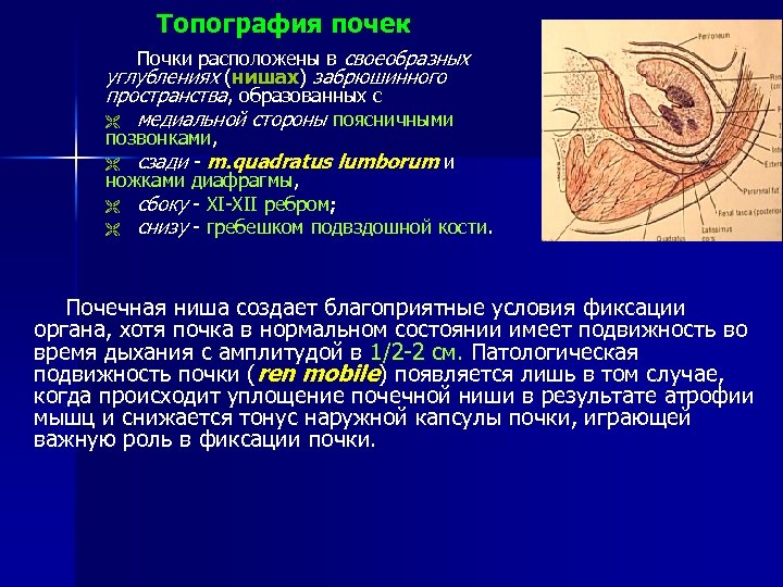 Презентация топография почек