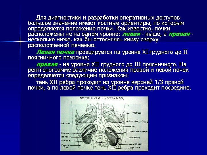 Для диагностики и разработки оперативных доступов большое значение имеют костные ориентиры, по которым определяется