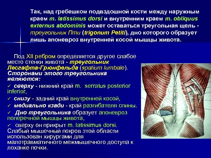 Так, над гребешком подвздошной кости между наружным краем m. latissimus dorsi и внутренним краем