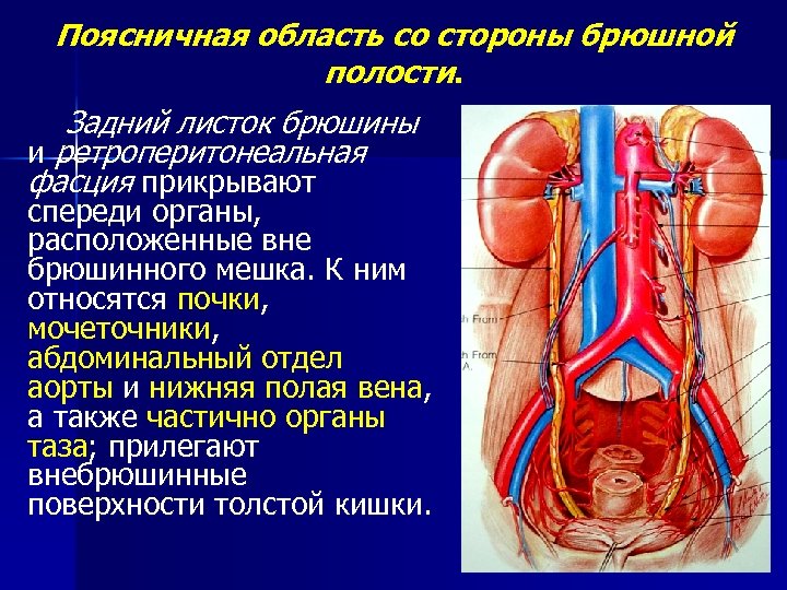 Вена артерия мочеточник. Топография брюшной полости анатомия. Топография мочеточника анатомия. Топография листков брюшины. Топография брюшной полости человека анатомия.