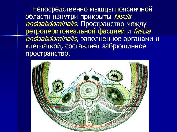 Пространство между органами. Забрюшинное пространство топографическая анатомия фасции. Фасции и клетчаточные пространства поясничной области. Фасции поясничной области топографическая анатомия. Поясничная область и забрюшинное пространство.