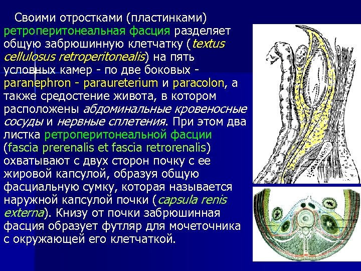 Своими отростками (пластинками) ретроперитонеальная фасция разделяет общую забрюшинную клетчатку (textus cellulosus retroperitonealis) на пять