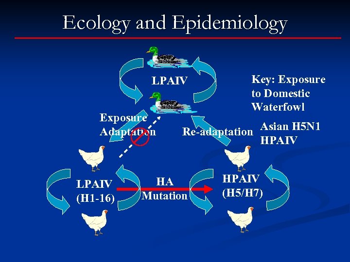 Ecology and Epidemiology LPAIV Exposure Adaptation LPAIV (H 1 -16) Key: Exposure to Domestic