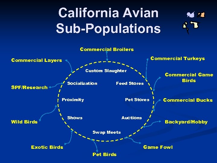 California Avian Sub-Populations Commercial Broilers Commercial Turkeys Commercial Layers Custom Slaughter Socialization SPF/Research Feed