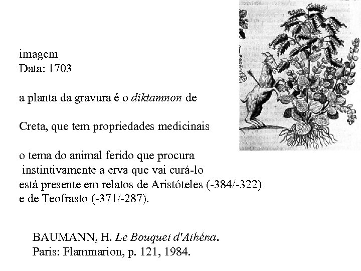 imagem Data: 1703 a planta da gravura é o diktamnon de Creta, que tem