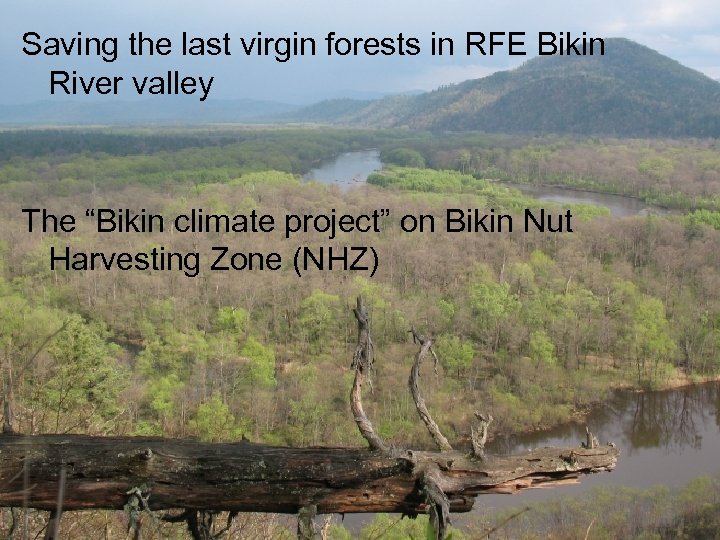 Saving the last virgin forests in RFE Bikin River valley The “Bikin climate project”