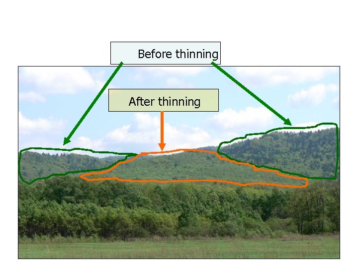 Before thinning After thinning 