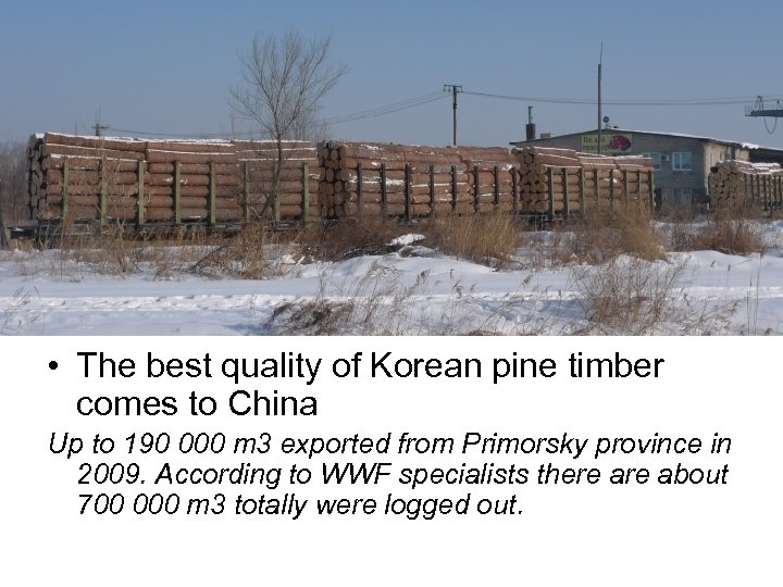  • The best quality of Korean pine timber comes to China Up to