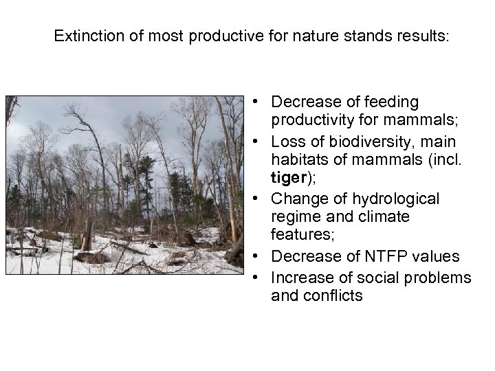 Extinction of most productive for nature stands results: • Decrease of feeding productivity for