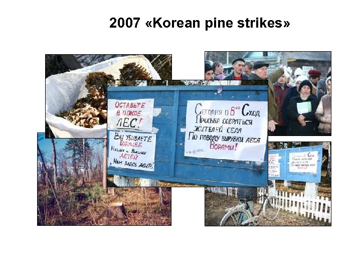 2007 «Korean pine strikes» 