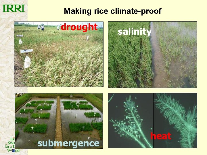 Making rice climate-proof drought submergence salinity heat 