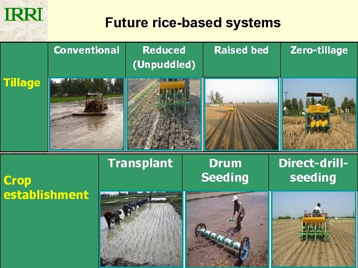 Future rice-based systems Conventional Reduced (Unpuddled) Raised bed Zero-tillage Transplant Crop establishment Drum Seeding