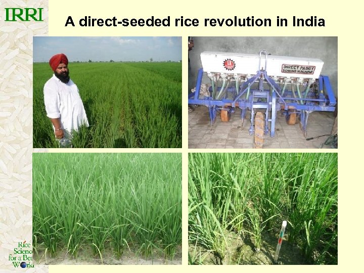 A direct-seeded rice revolution in India 