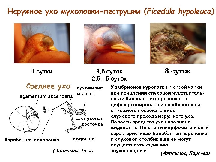 Наружное ухо мухоловки-пеструшки (Ficedula hypoleuca) 1 сутки Среднее ухо ligamentum ascendens 3, 5 суток