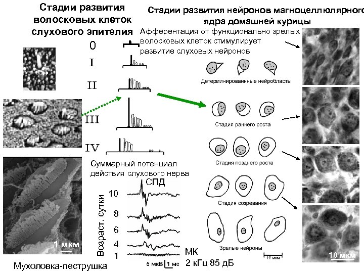 Стадии развития волосковых клеток слухового эпителия 0 Стадии развития нейронов магноцеллюлярного ядра домашней курицы