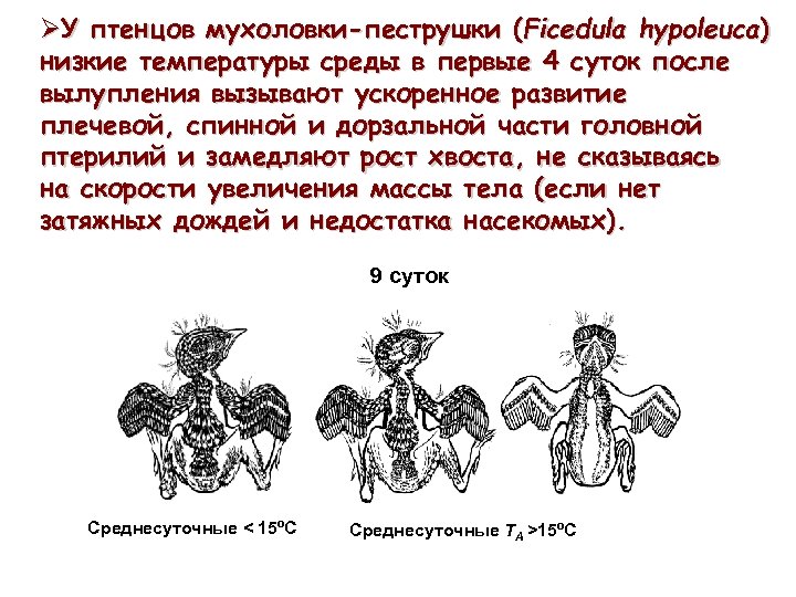 ØУ птенцов мухоловки-пеструшки (Ficedula hypoleuca) низкие температуры среды в первые 4 суток после вылупления