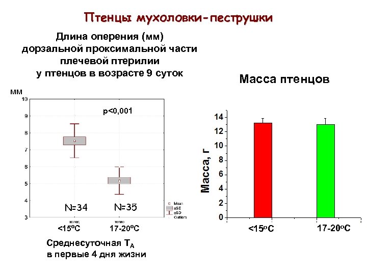 Птенцы мухоловки-пеструшки Длина оперения (мм) дорзальной проксимальной части плечевой птерилии у птенцов в возрасте