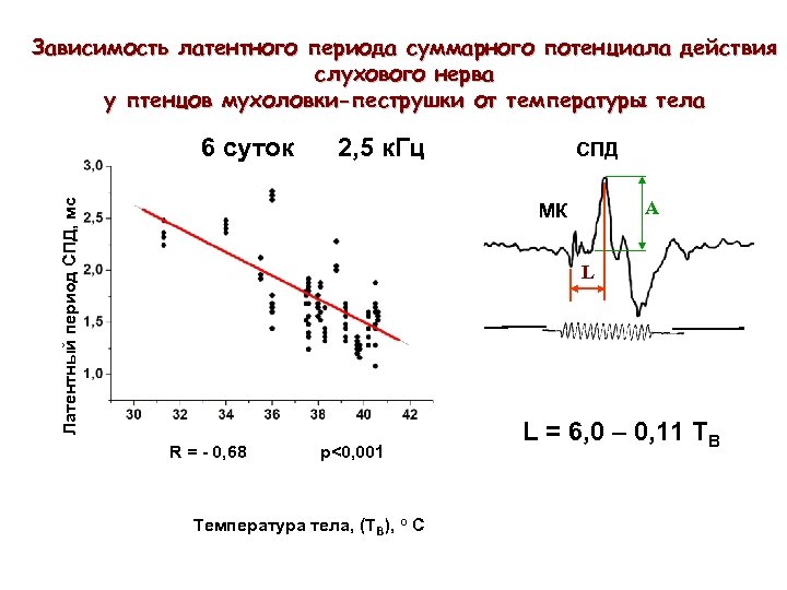 Зависимость латентного периода суммарного потенциала действия слухового нерва у птенцов мухоловки-пеструшки от температуры тела