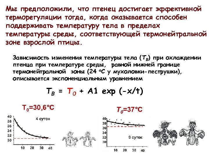 Мы предположили, что птенец достигает эффективной терморегуляции тогда, когда оказывается способен поддерживать температуру тела
