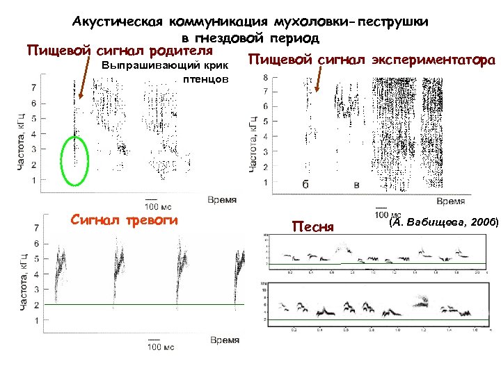 Акустическая коммуникация мухоловки-пеструшки в гнездовой период Пищевой сигнал родителя Пищевой сигнал экспериментатора Выпрашивающий крик
