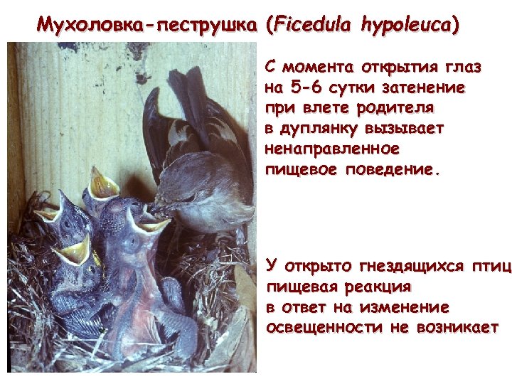 Мухоловка-пеструшка (Ficedula hypoleuca) С момента открытия глаз на 5 -6 сутки затенение при влете